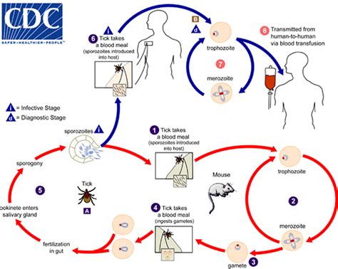  Babesia: Erforschen Sie den faszinierenden Lebenszyklus eines Parasiten, der Blutkörperchen heimsucht!