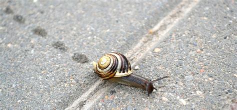  Gartenwegschnecke: Ein Meister der Schleimspur und Experte im langsamen Reisen!