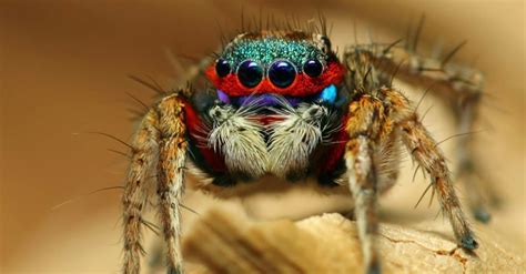  Jumping Spider!  Learn About the Agile Hunter with Eight Eyes and Fuzzy Feet