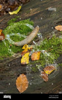  Limax!  Ein faszinierender Schleimkriecher mit erstaunlichen Fähigkeiten