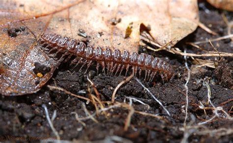  Polydesmus: Welche faszinierenden Panzerträger verstecken sich im Laubstreu?