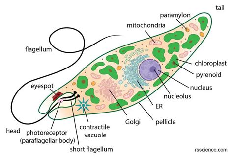  Euglena: Ein einzelliger Wassertropfen mit beeindruckender Flexibilität – und einem unfassbaren Appetit!