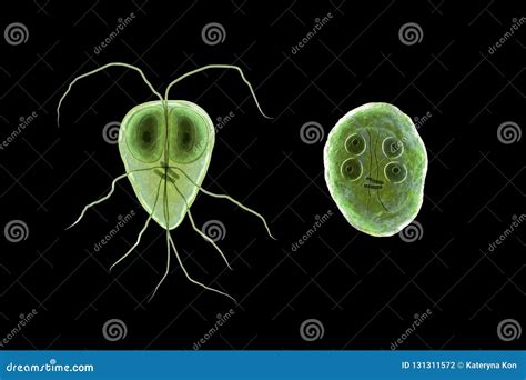  Giardia! Ein winziger, aber gefährlicher Protozoen-Mitbewohner mit einer Vorliebe für den Darm