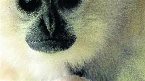  Gibbon! Die flinkesten Baumbewohner Asiens mit einem faszinierenden Sozialleben