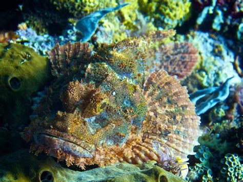  Jägerfisch: Ein Meister der Tarnung und ein Geschichtenerzähler im Meer!