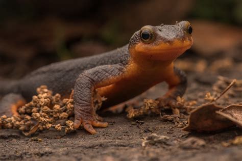  Newt - Ein faszinierendes Amphibium mit glänzendem Schleim und einer Vorliebe für verstecke feuchte Winkel!