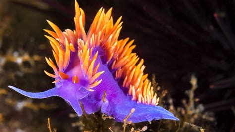  Nudibranch: Ein faszinierendes Meereswesen mit leuchtenden Farben und einem unkonventionellen Appetit!