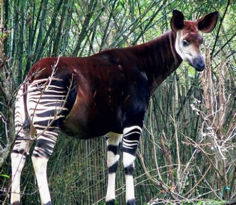  Okapi - Ein scheues Waldtier mit einem faszinierenden Streifenmuster!