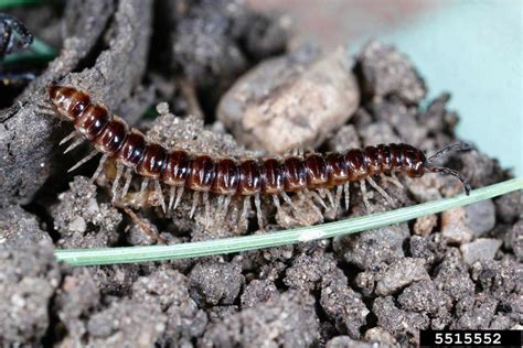  Quandratisch Millipede! A Surprisingly Adaptable Creature Lurking in the Undergrowth