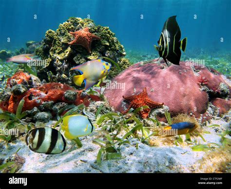  Quelle?! Die Quelch-Schwämme: Ein Blick auf diese farbenfrohe Unterwasserwelt!